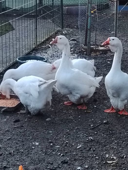 Gâște holmogor 2025