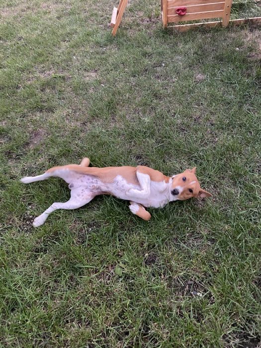 Basenji câine - se donează