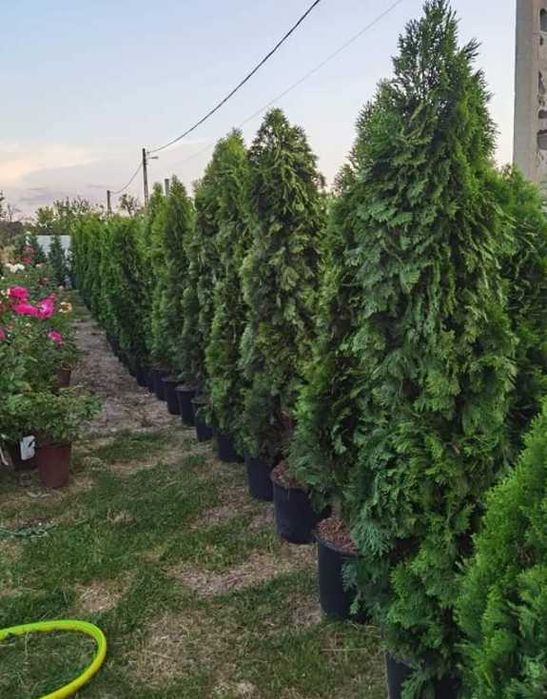 Plante ideale pentru orice decor exterior
