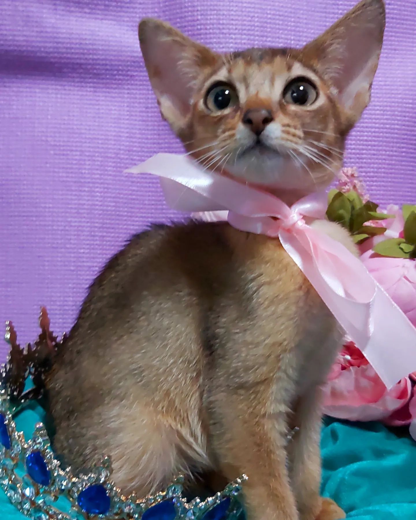 ABYSSINIAN KITTEN ! Котята абиссинские !