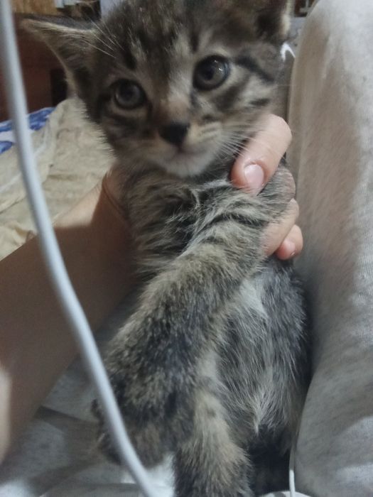 Домашние кошки отдам в добрые руки