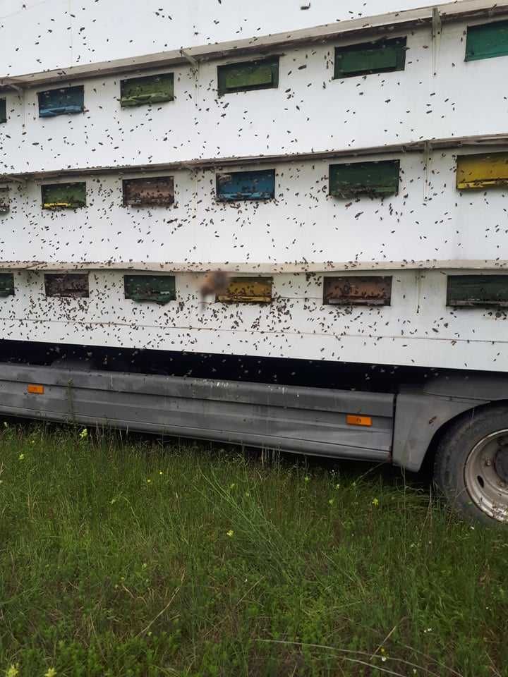 Afacere la cheie camion apicol cu tot cu stupi si Albine