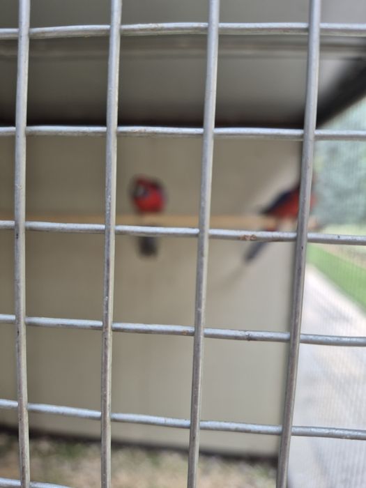 Тути кушлар ва кафас сотилади келишилган холда мурожат учун тел 90 174