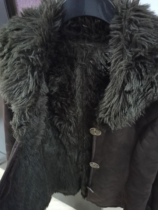 Cojocel/jacheta neagra