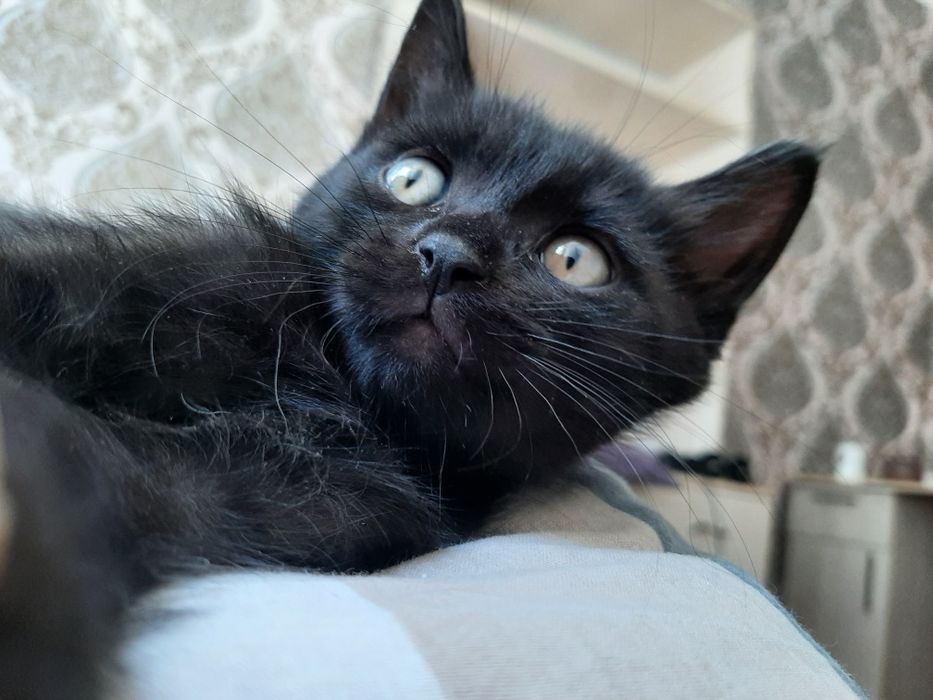 БЕСПЛАТНО! Отдадим котёнка в хорошие руки