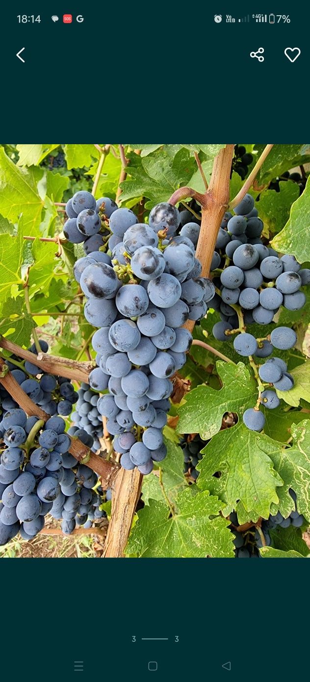 Otonel Cabernet Sauvignon Blanc Feteasca Alba Neagra Merlot Sarba