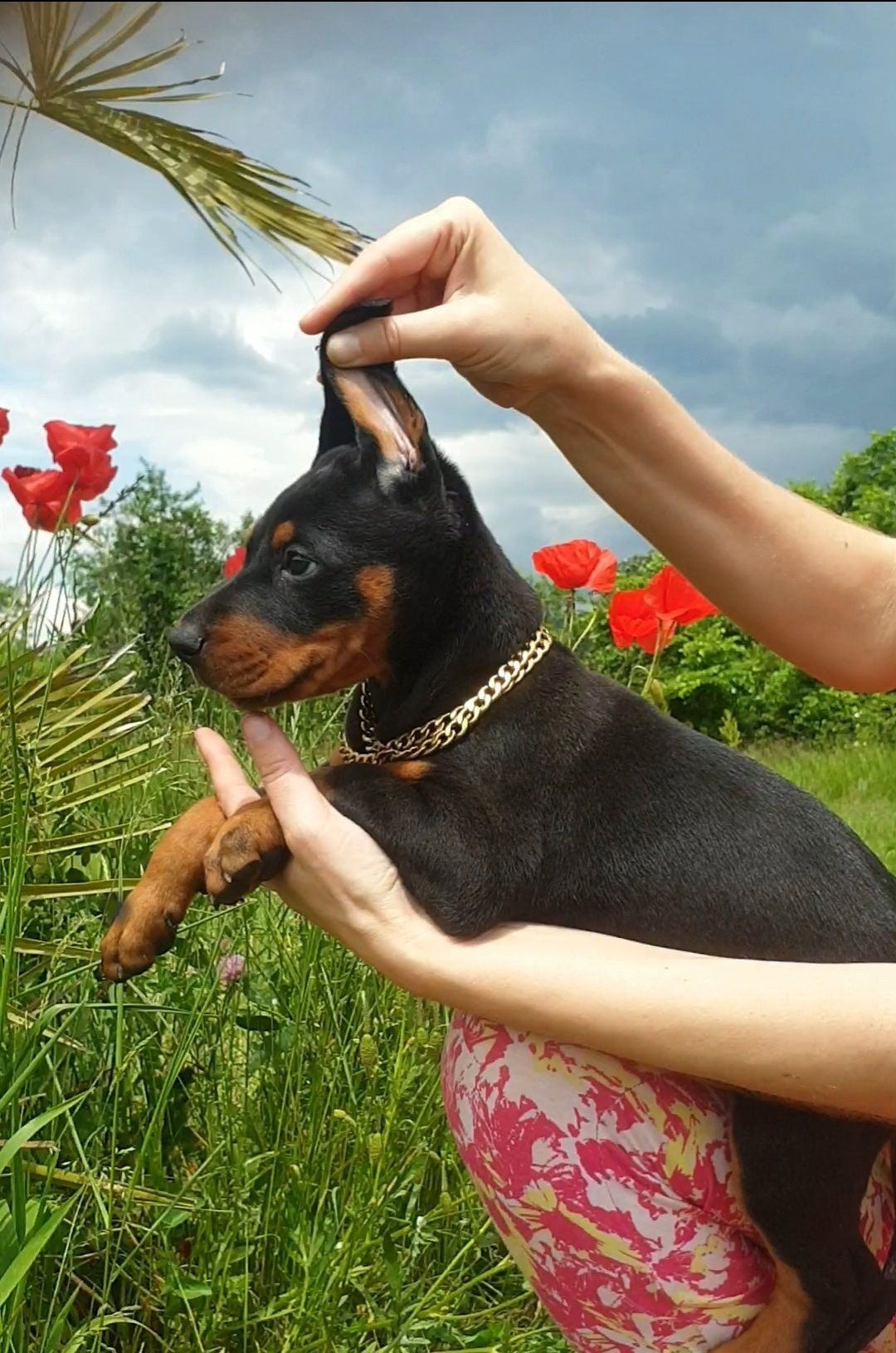 Pui doberman de calitate