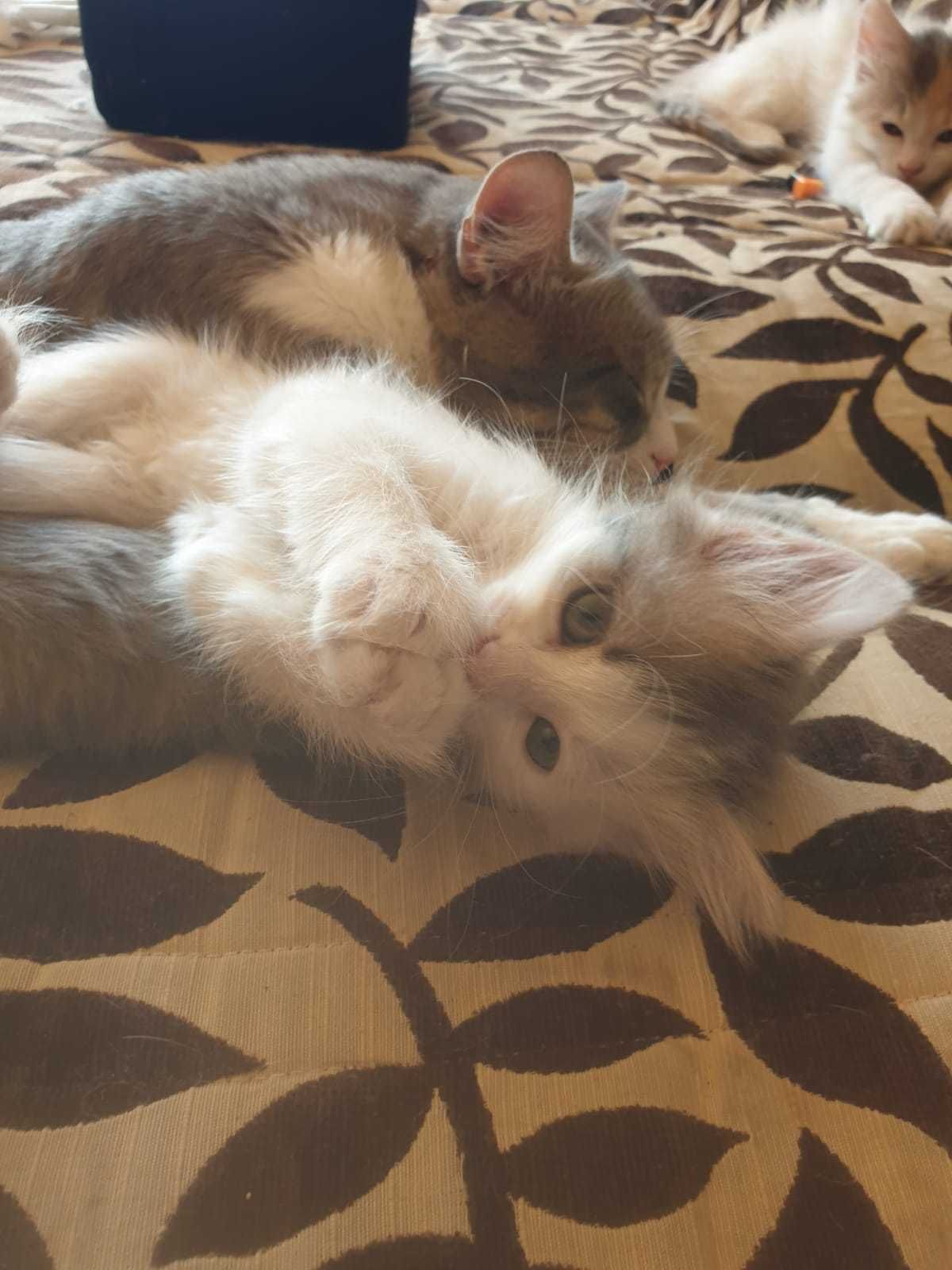 Подарявам котета
