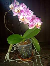 Кротон, хибискус, орхидеи, амарилис,кливия,корен жен-шен, рео червено