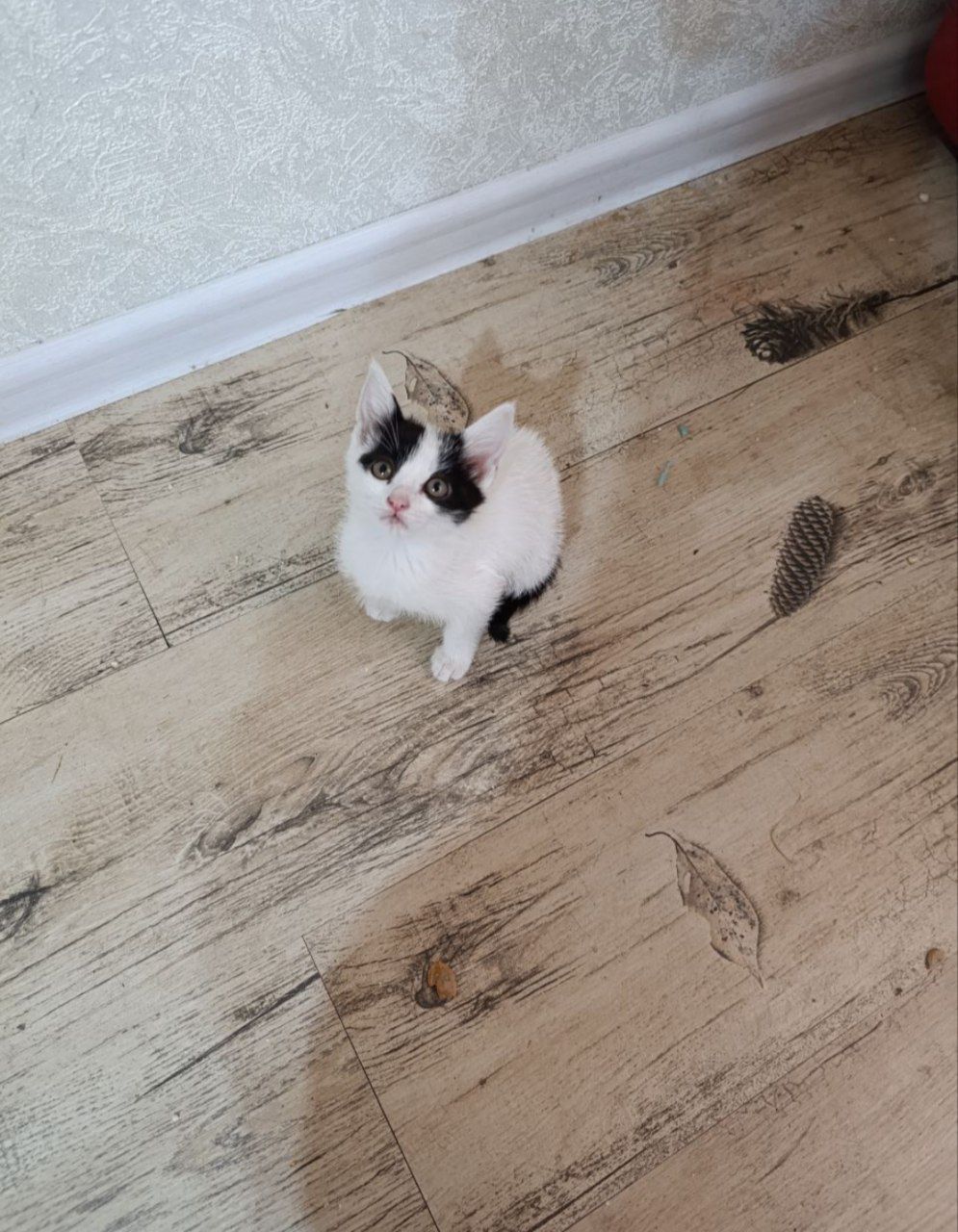 Бесплатно котёнок