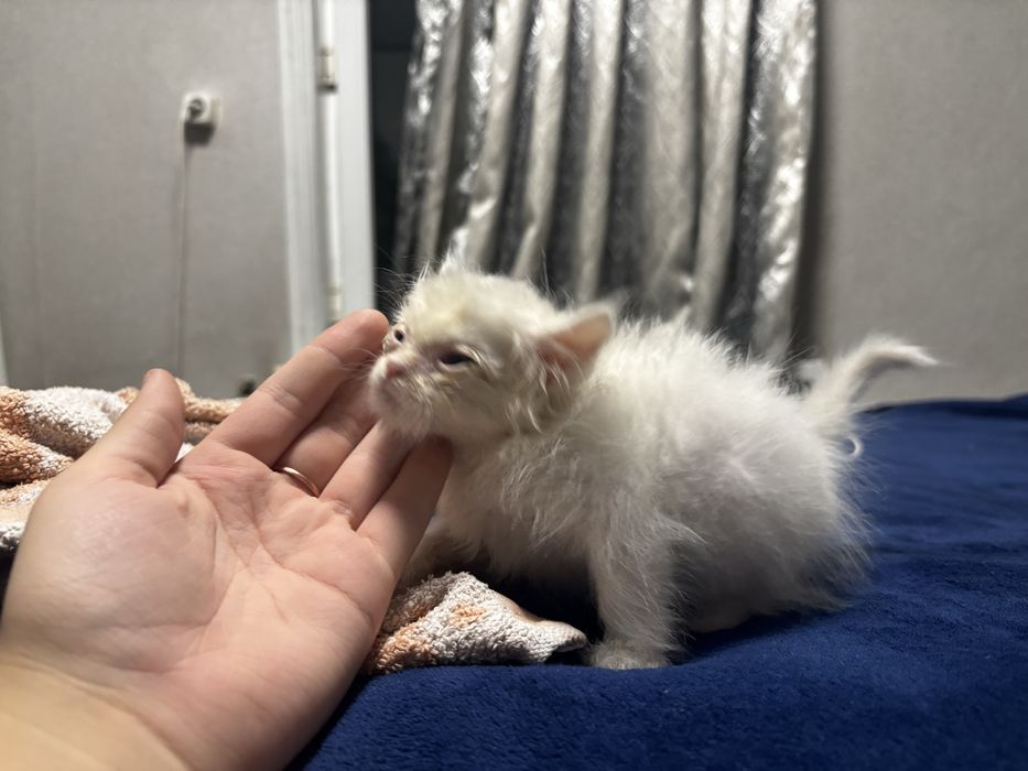 Срочно отдаю котенка