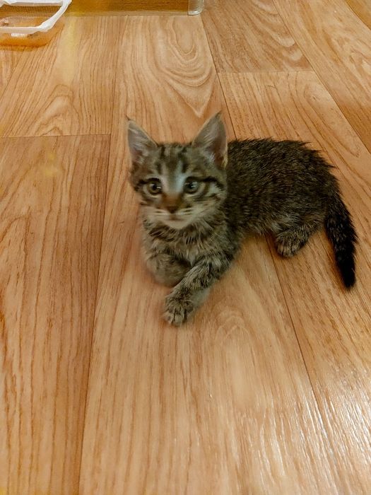 Котята 1,5 месяца