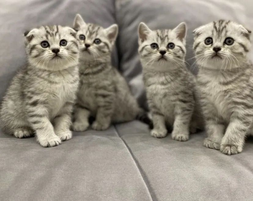 Котята Красивенькие