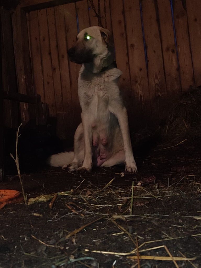 Vând femelă kangal