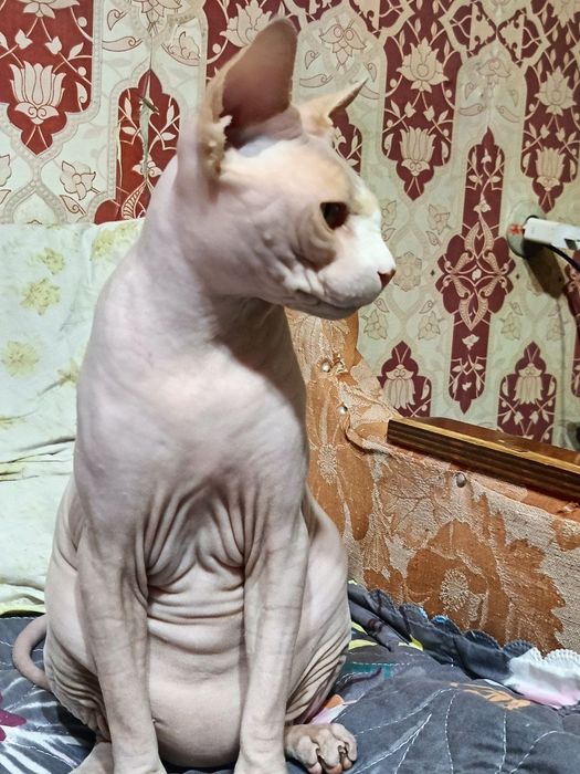 Пропал кот сфинкс кастрат