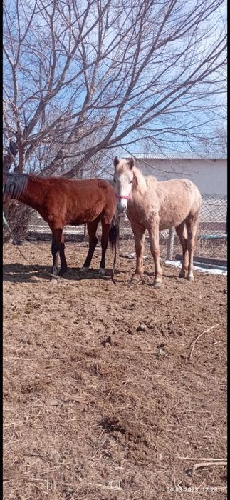 Ургашы тайлар 310 мыннан