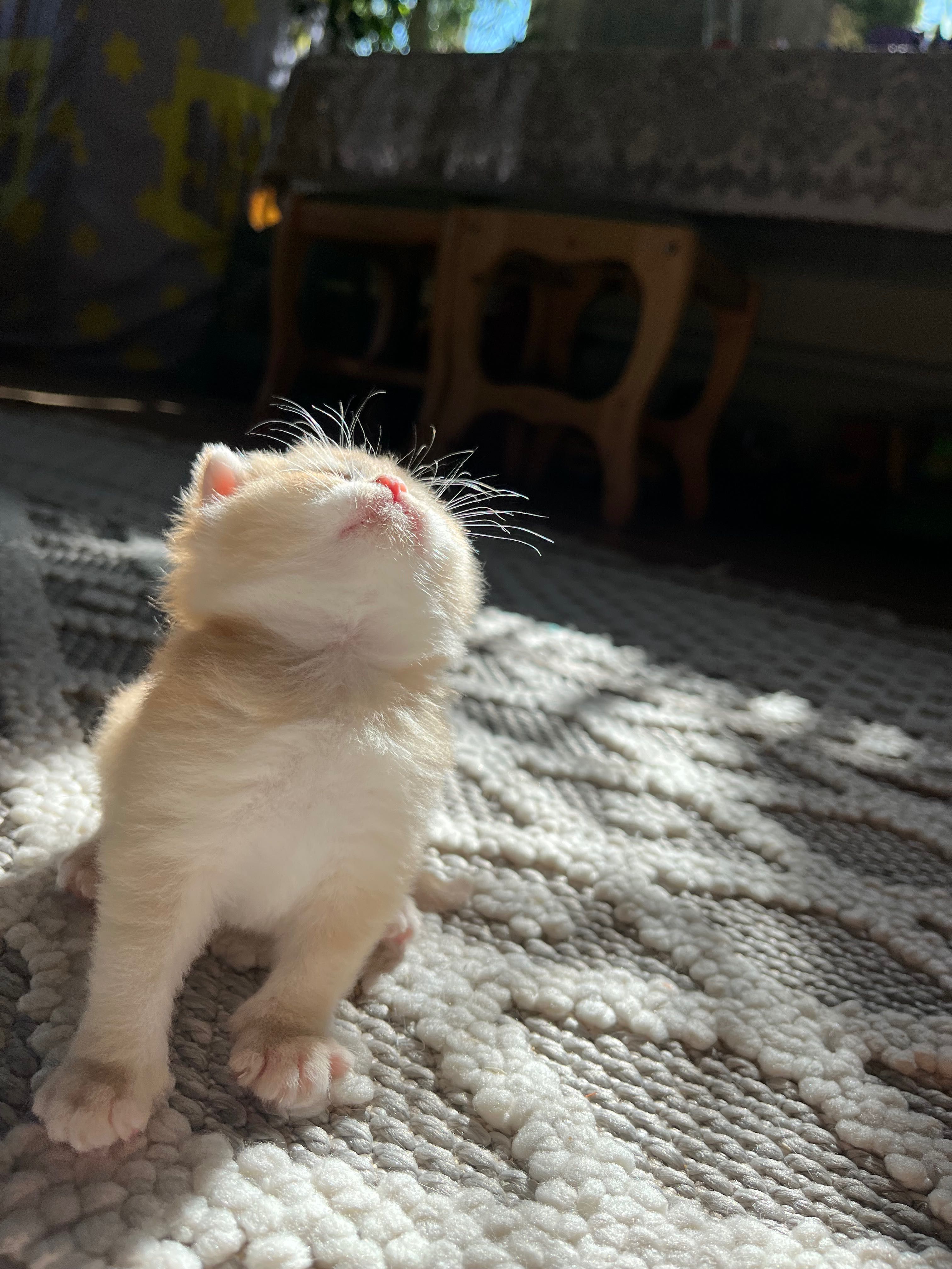 Открыта бронь на котят золотой шиншиллы