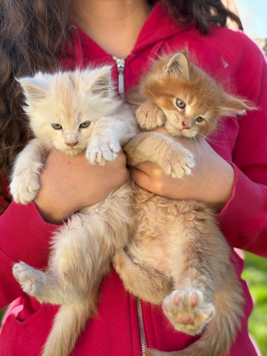 Котенца Мейн Куун