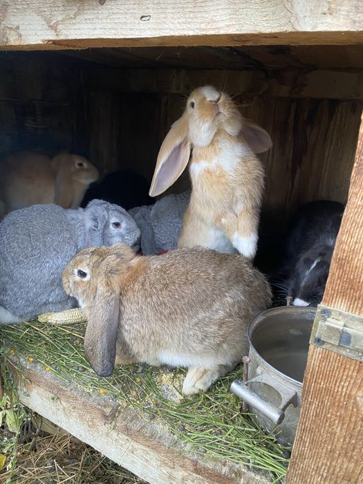 Iepuri-Berbec German