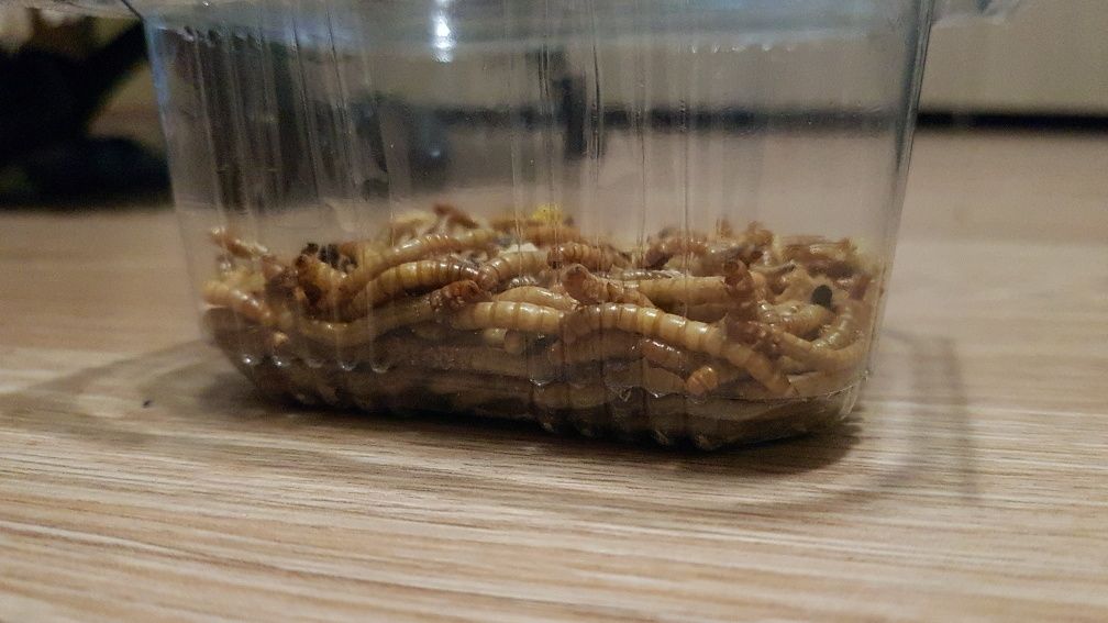 Gandaci de Madagastar Viermi   făina. Mealworms