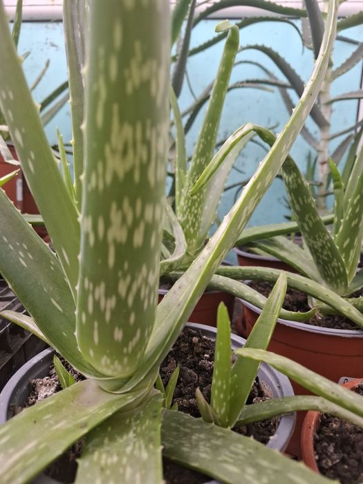 Vind Aloe Vera impecabilă