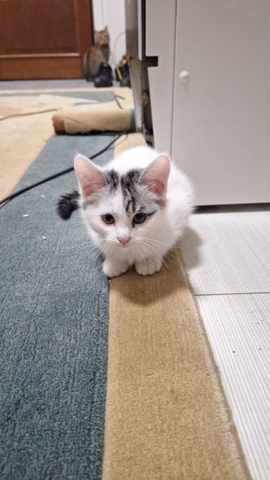 Срочно отдам котят