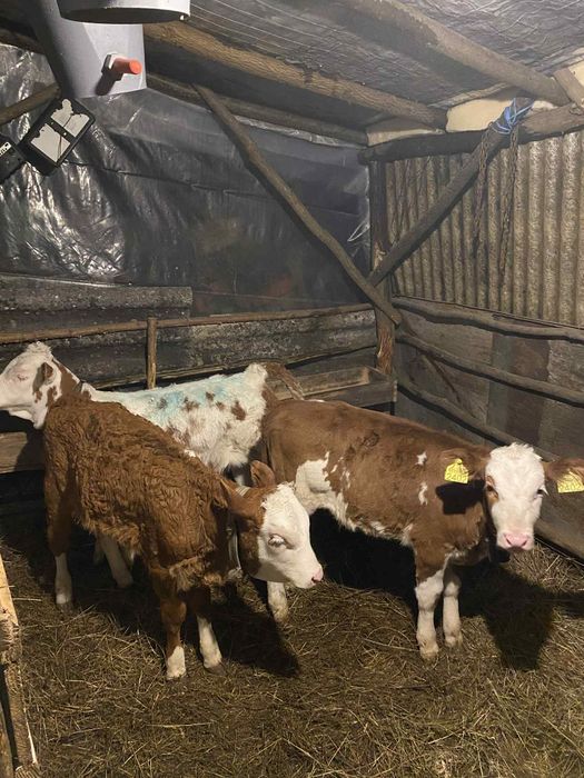 Vănd 3 vițele înțărcați