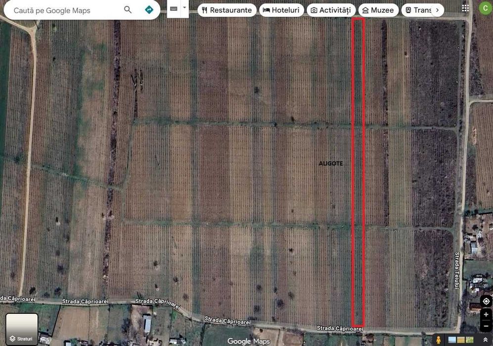 Vand suprafata de 9100 mp cultivata cu vita de vie