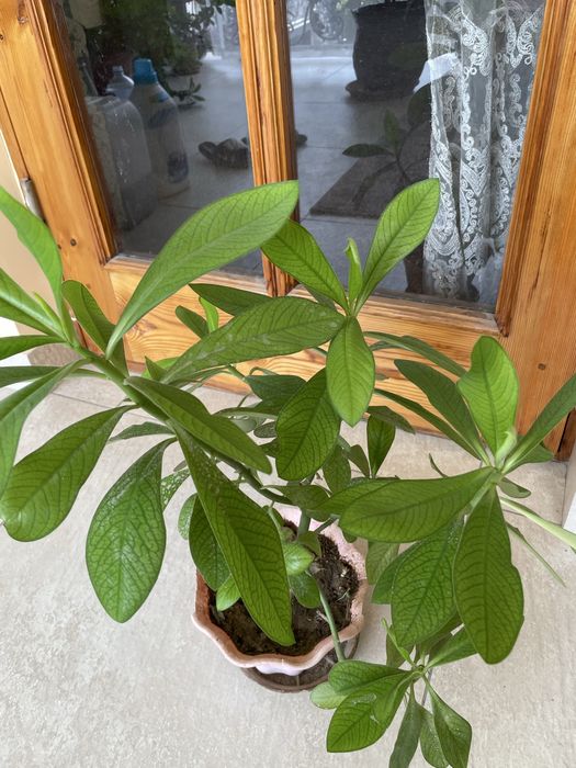 Малочай домашнее ростение