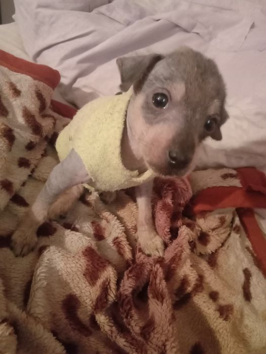 Шинок 1,5 месяца кушает жидкое