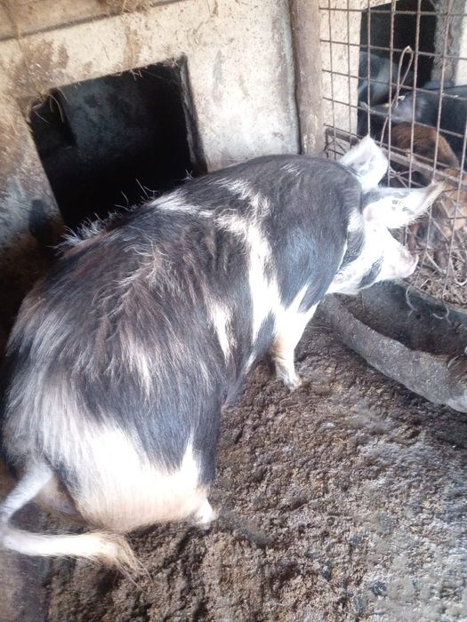 Cereale grâu de anul asta 80-250 kg