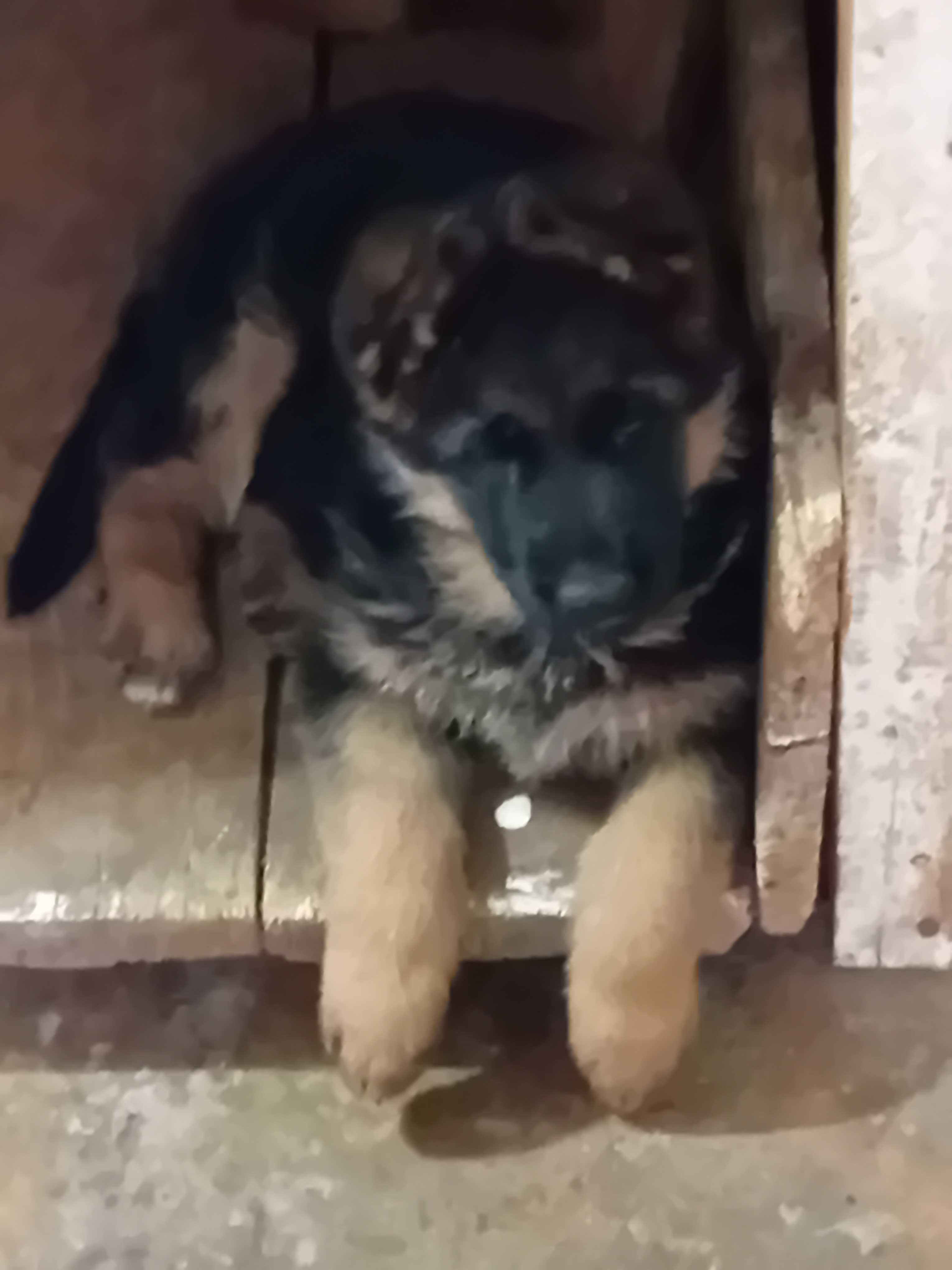 cățel ciobanesc german