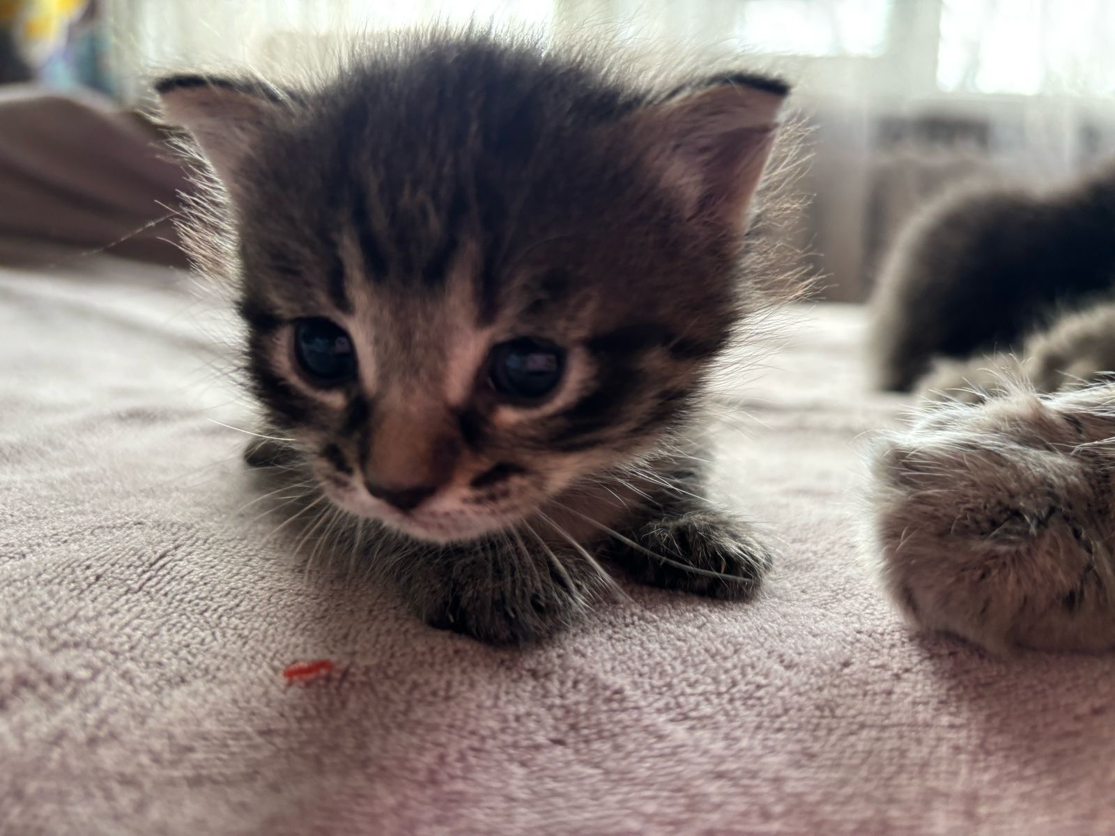 Котята ищут дом, отдадим в добрые руки