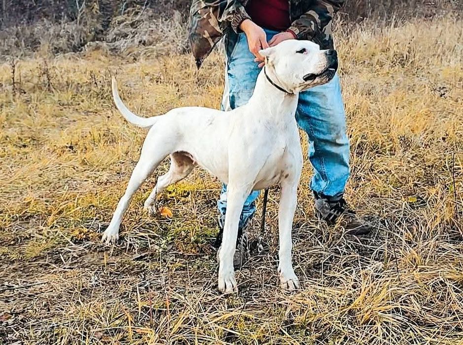 Dog argentinian cu pedigree