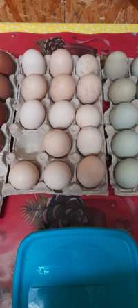 Oua pentru incubat de australop sples