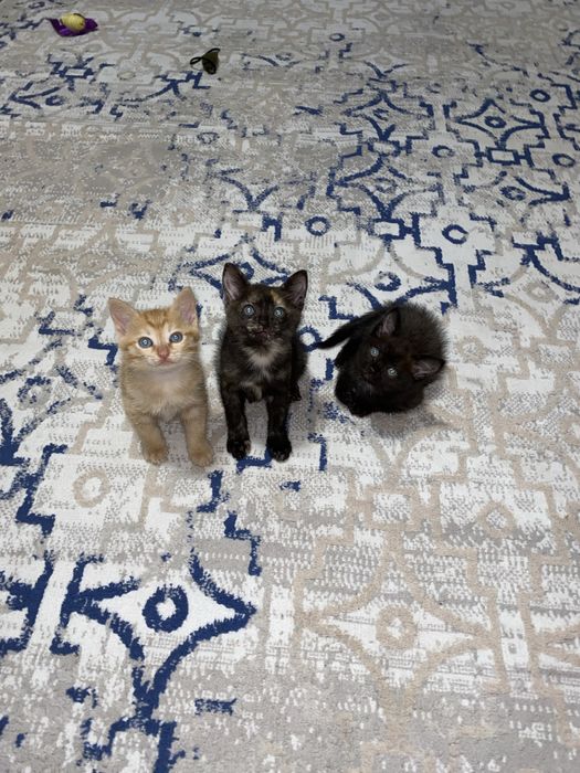 Отдам котят в хорошие  руки