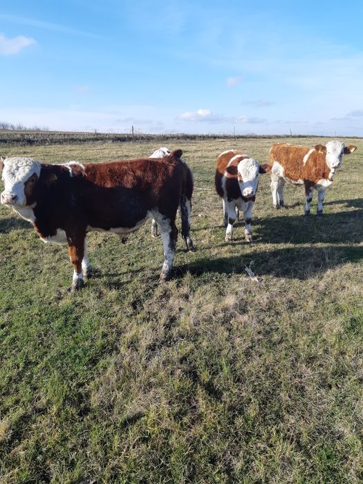 Vand 6 taurasi baltati