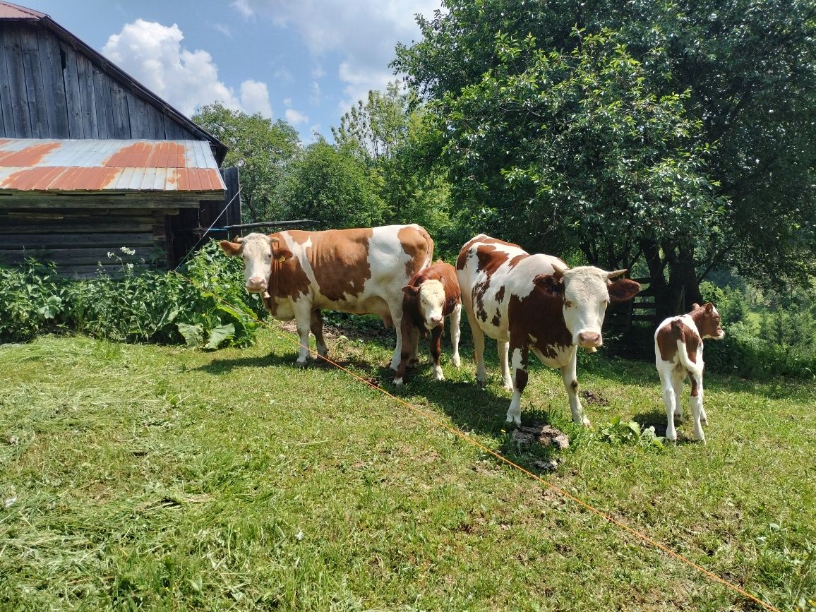 Junincă de vînzare