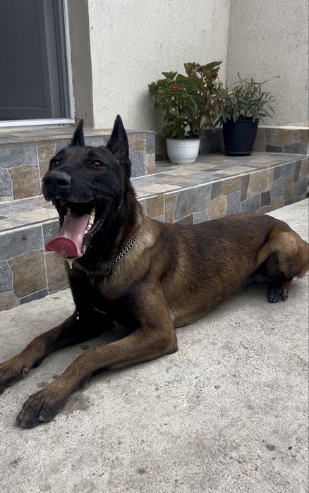 Dresaj canin Slatina Olt