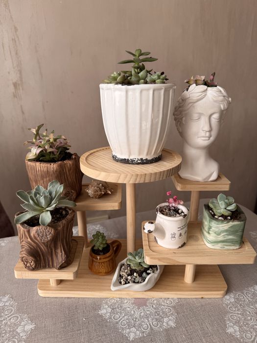 Комнатные растения интерьерные