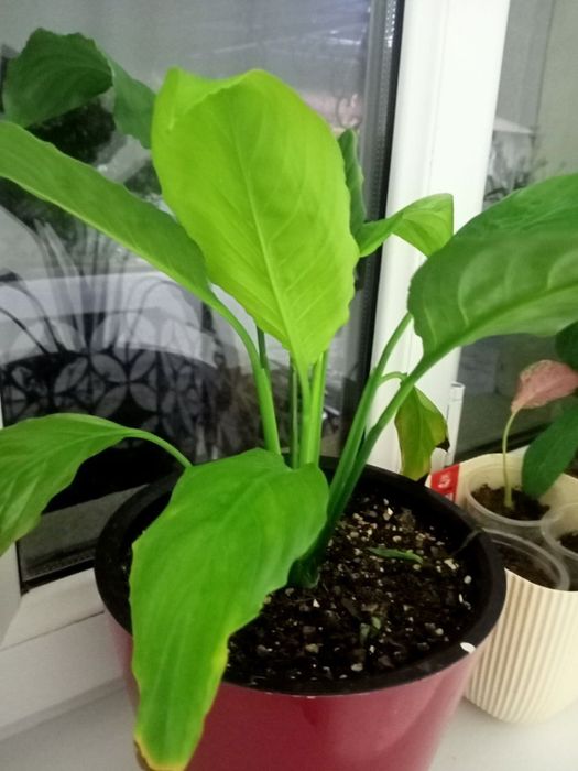 Hilma hil gullar tabiy uy sharoyitida osgan.