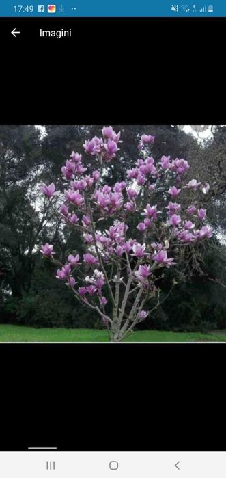 Plante pt gradina