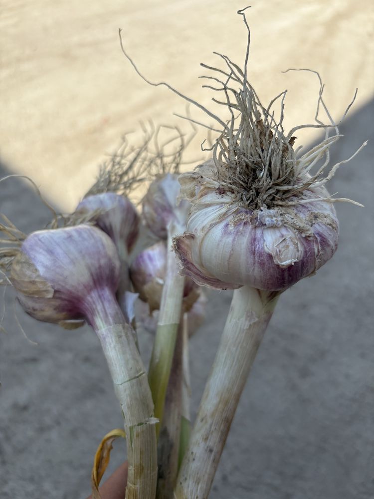 Vand usturoi bio