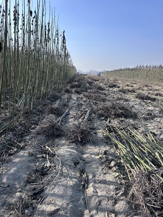 Павлония бор Pavlovniya sotiladi