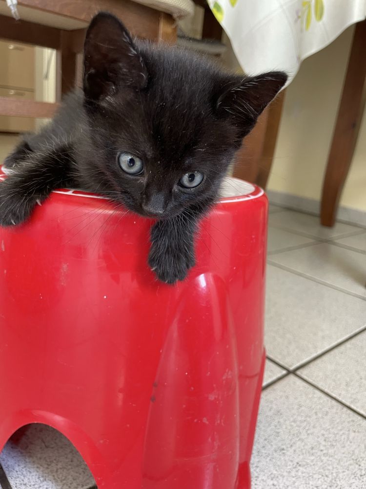 черни котета продавам