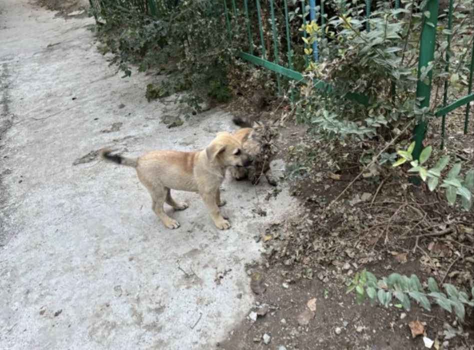 Отдам щеночка в добрые руки!!!