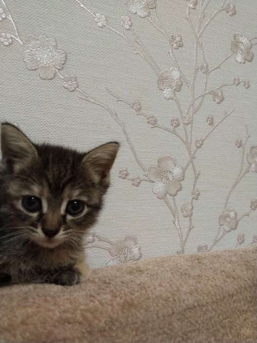 Отдам котенка в добрые руки