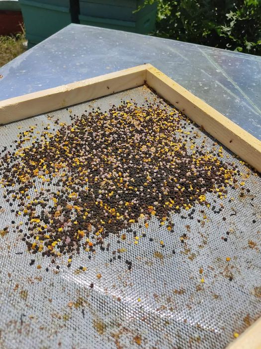 Пчелен мед  буркани /  тенекии