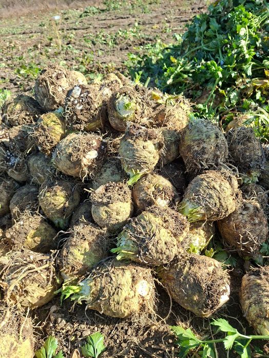 Vând țelină tg frumos