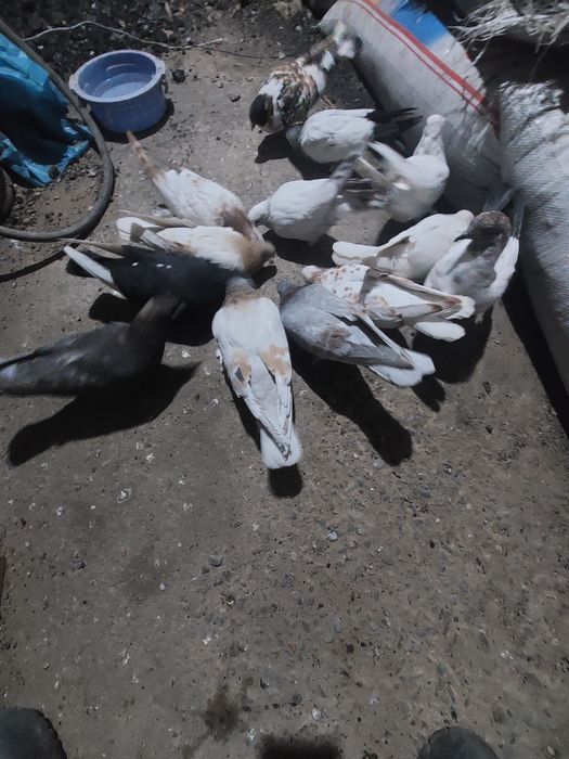 Бакинцкий голубы